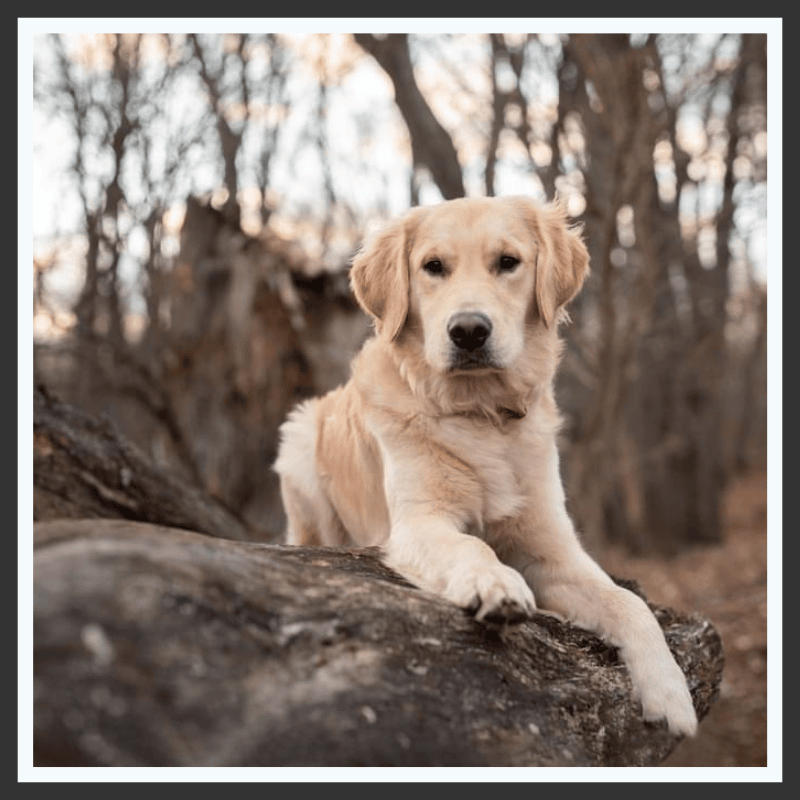 Less Anxiety and Restlessness