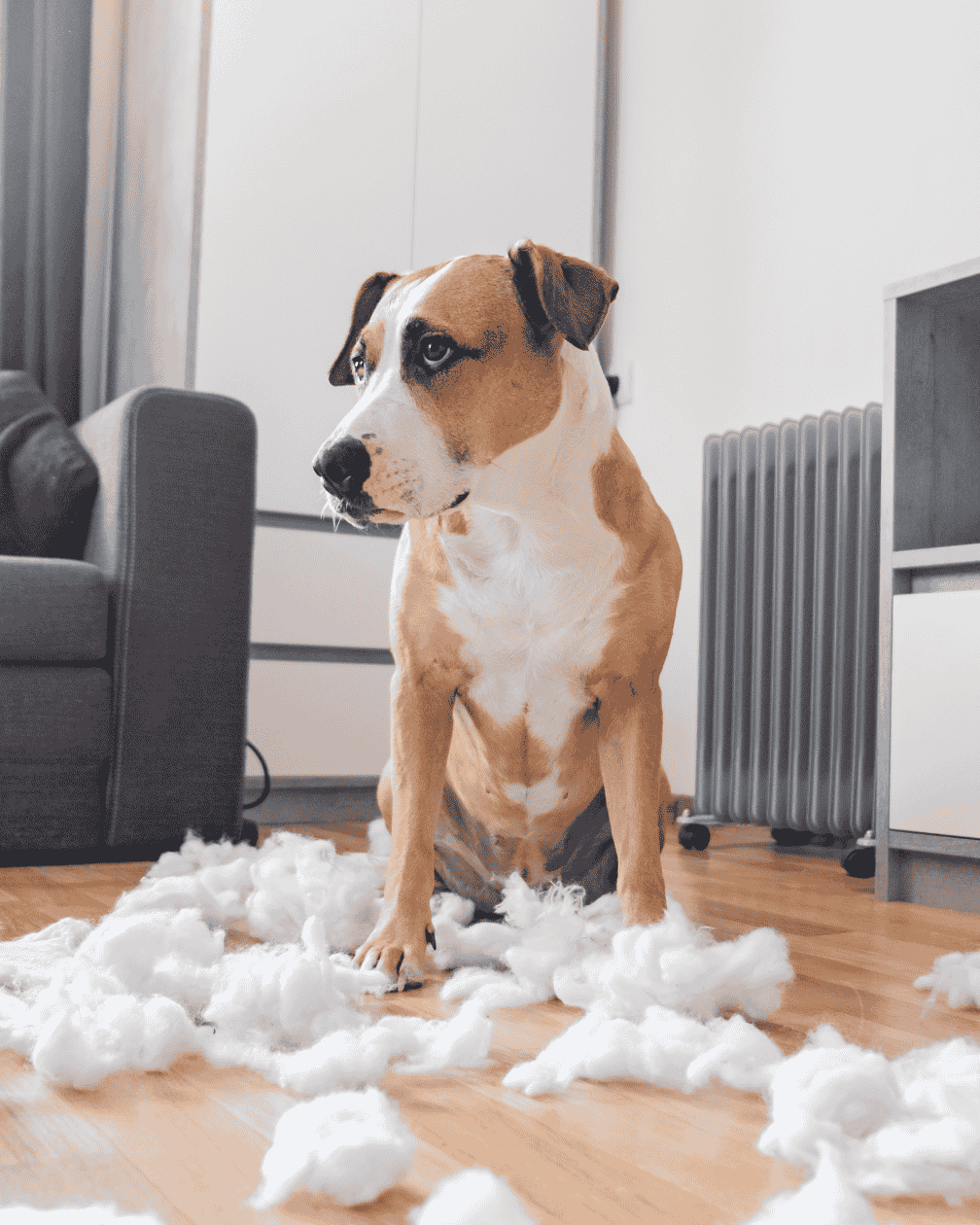 Four Pawsitivity dog sitting in a pile of pillow fluff