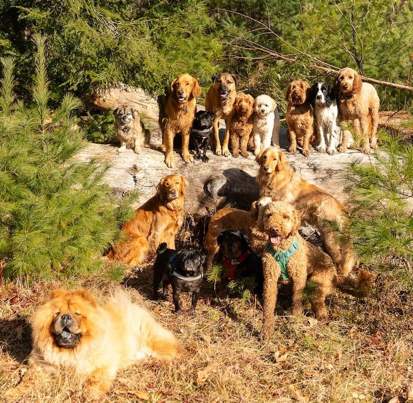 Group of dogs on an adventure hike with Four Pawsitivity