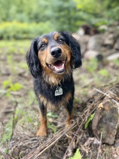 Happy Dog