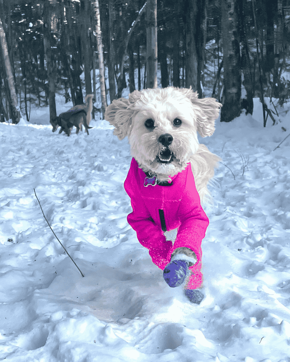 Dog running through the snow