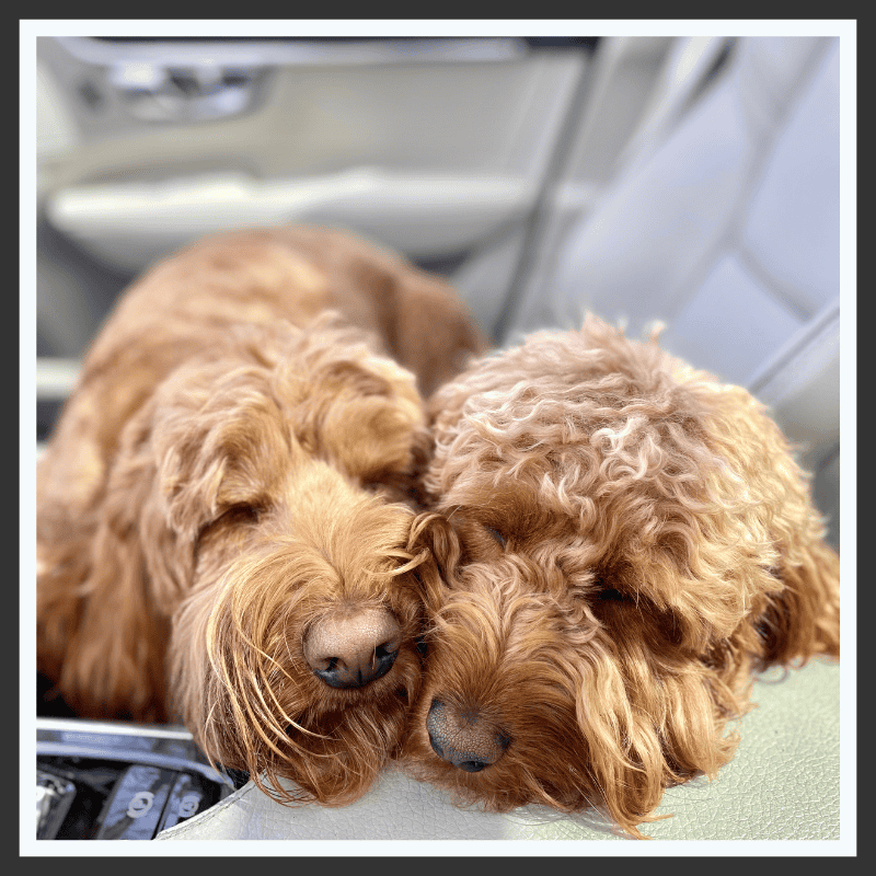 Healthy Social Skills