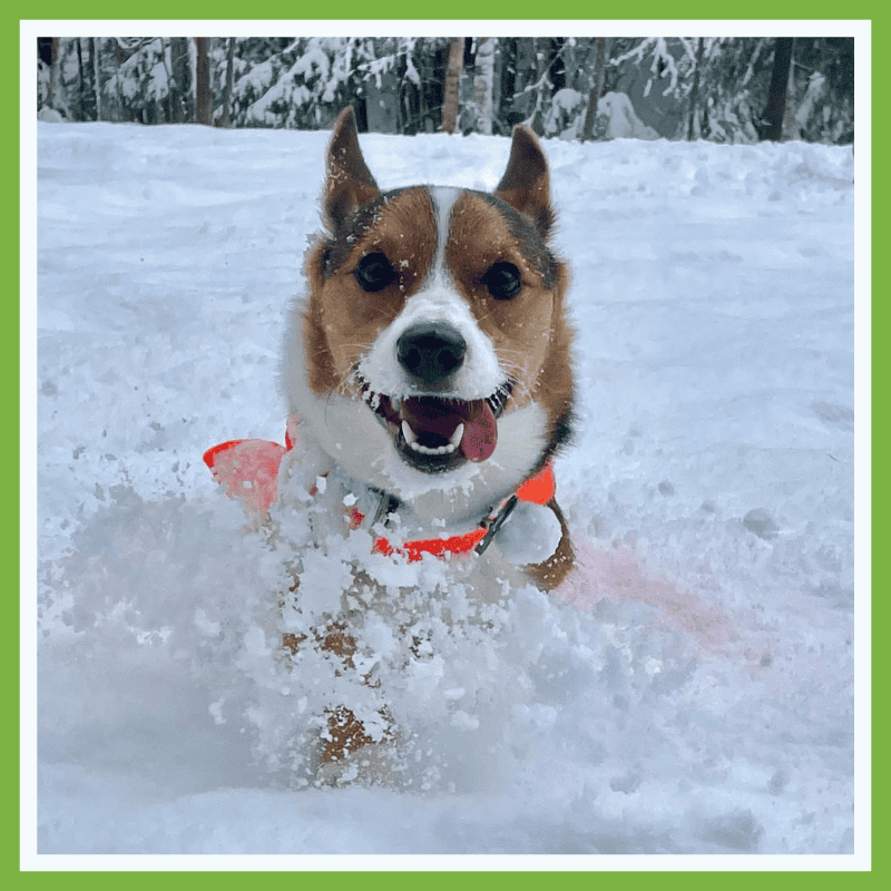 Watch Your Dog Thrive