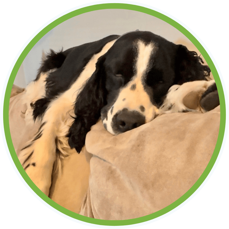 Four Pawsitivity dog sleeping