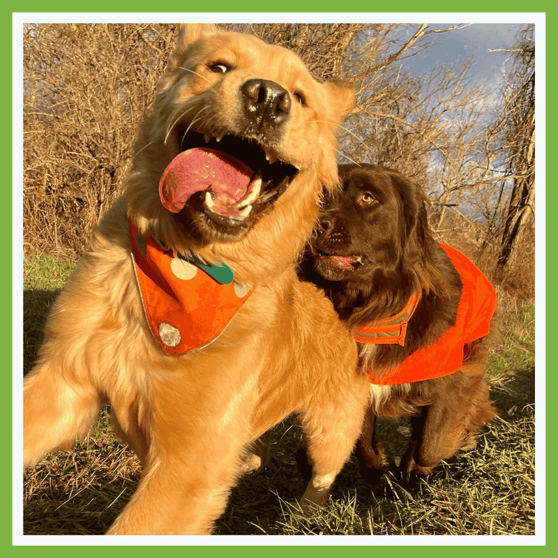 Unleash Your Dog's Pawsonality