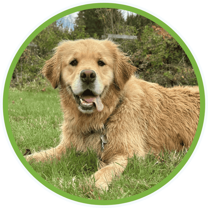 Luna, Golden Retriever