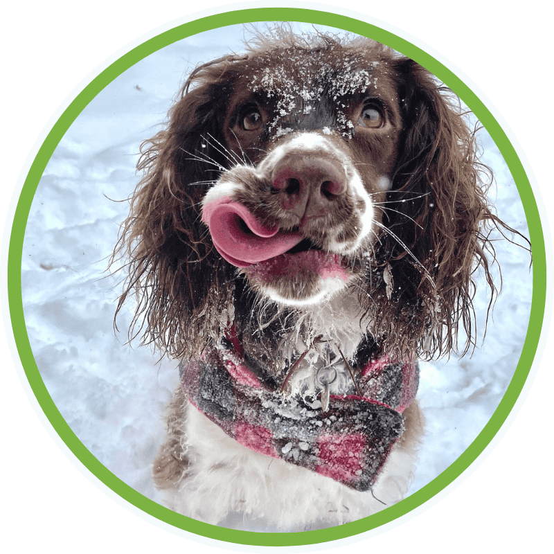 Four Pawsitivity dog in the snow