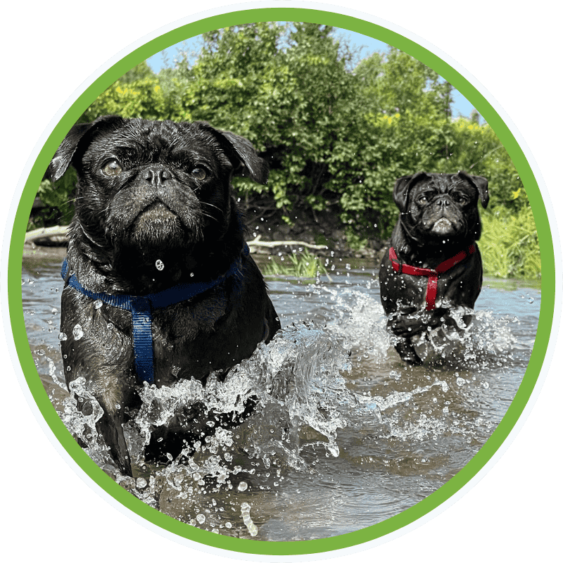 Sarah's dogs Odin and Thor