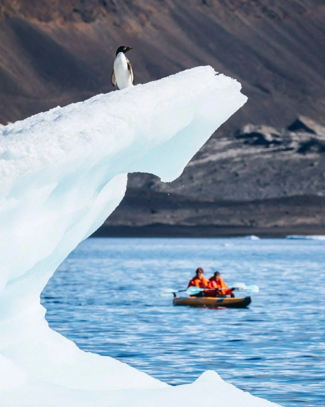 Expedition cruising is becoming one of the most requested categories on my books, and the reason is simple. You no longer have to choose between adventure and comfort.

The newest expedition ships handle the cold, the logistics, and the comfort, so a