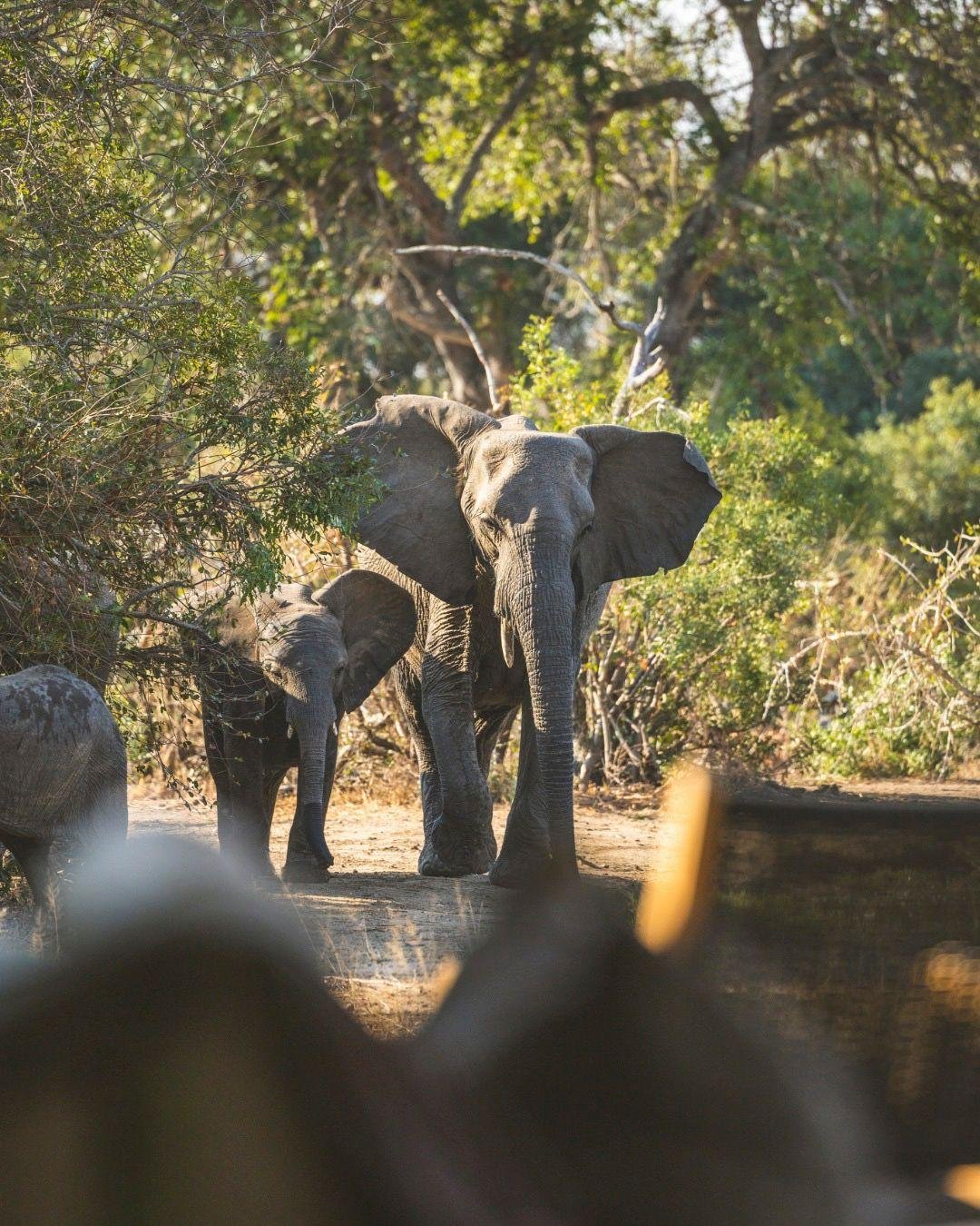 What makes a safari feel truly private? Usually, the size of the lodge.

Monwana Game Lodge in South Africa&rsquo;s Thornybush Private Game Reserve has just a handful of suites. Meals feel like a house party. And the guiding team learns exactly what 