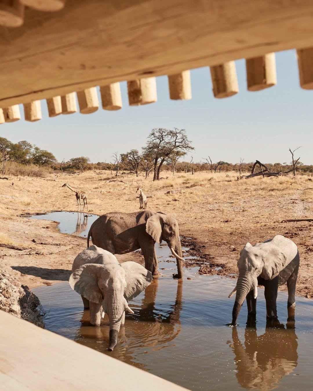 Did you know one of Africa's greatest safaris happens almost entirely on water?

Eagle Island Lodge, a Belmond property, occupies a private island deep in the Okavango Delta, one of the most remarkable ecosystems on Earth: a desert that floods every 