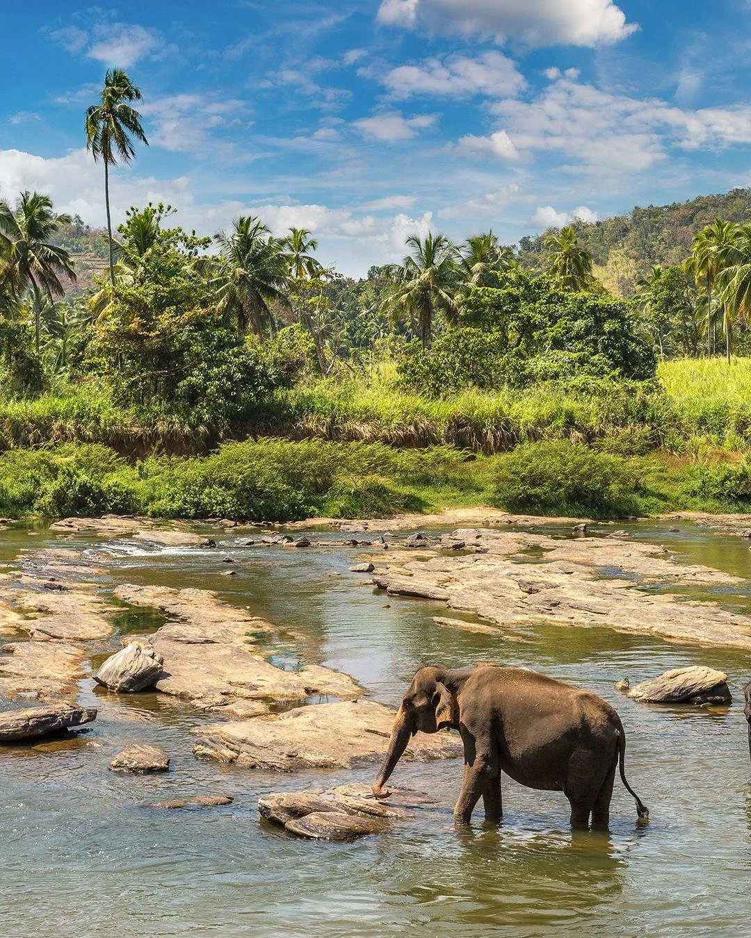 One island. Safari, tea country, ancient cities, and beaches. Sri Lanka might be the most complete destination I book. Here are just a few of the highlights:

Leopards in Yala National Park, home to one of the densest leopard populations on earth. Th