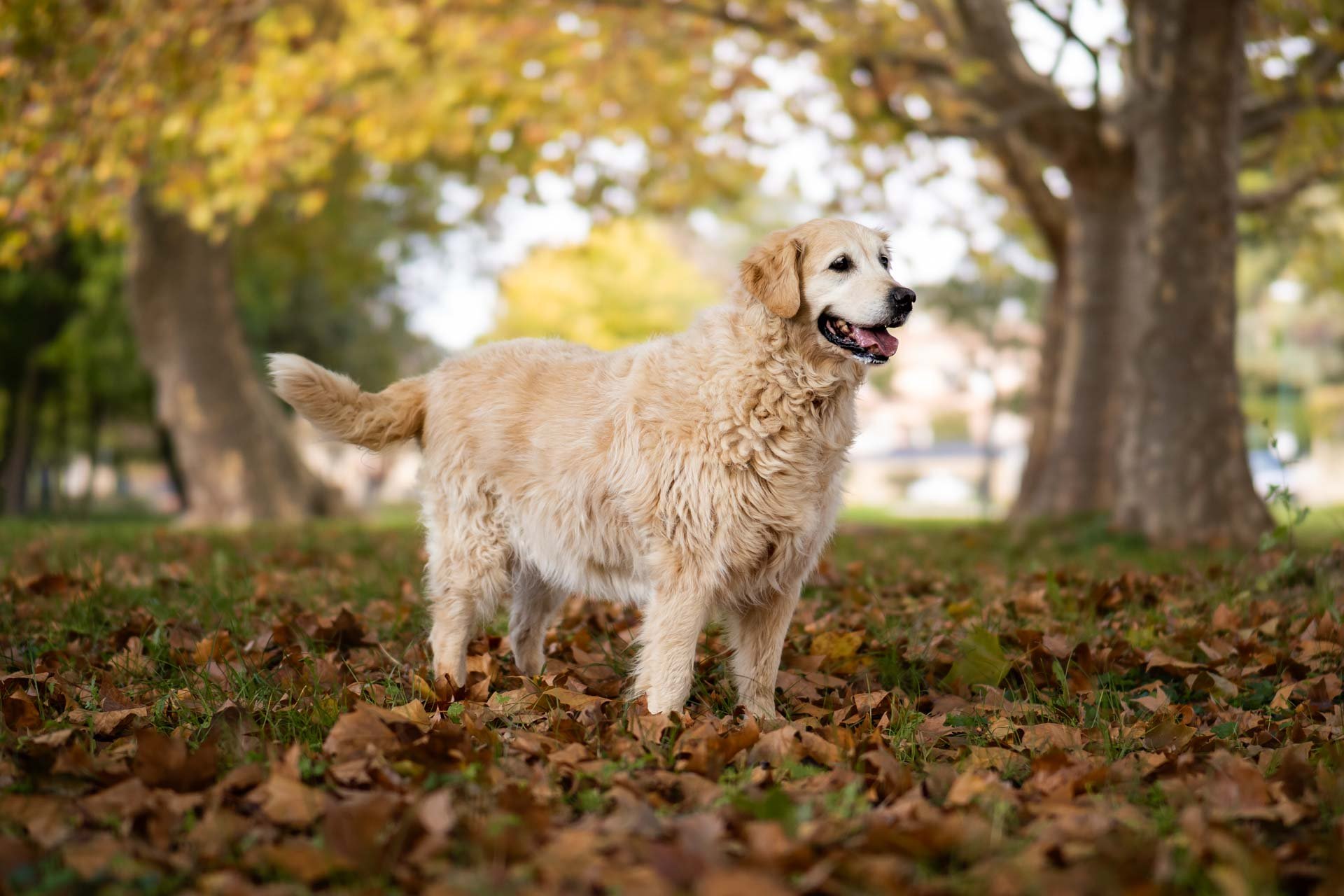 Animaux-003.jpg