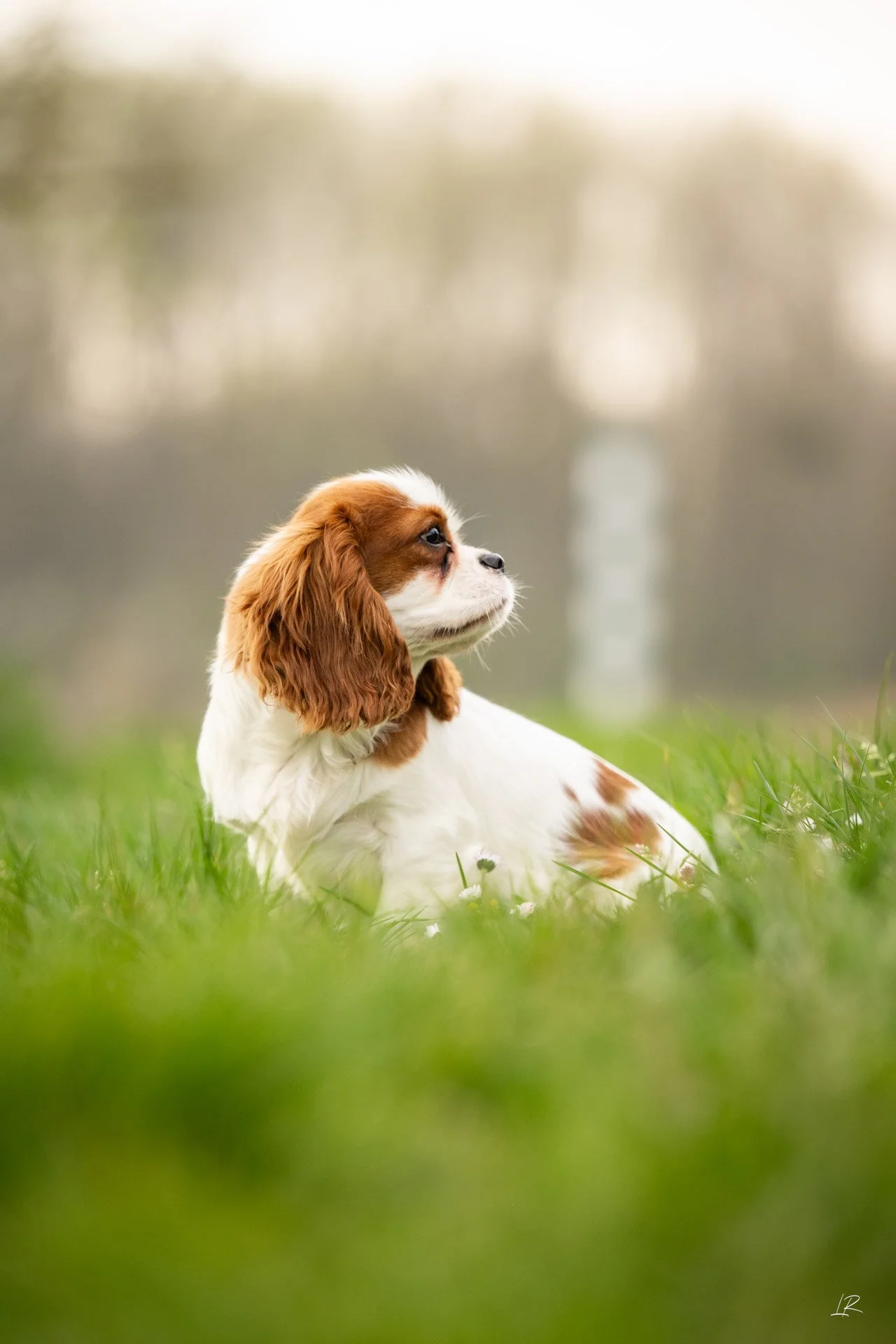 Animaux-013.jpg