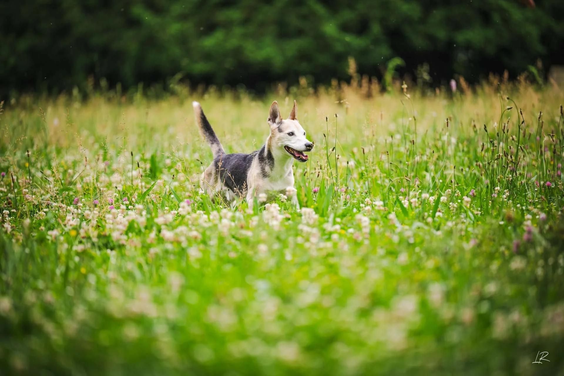 Animaux-015.jpg