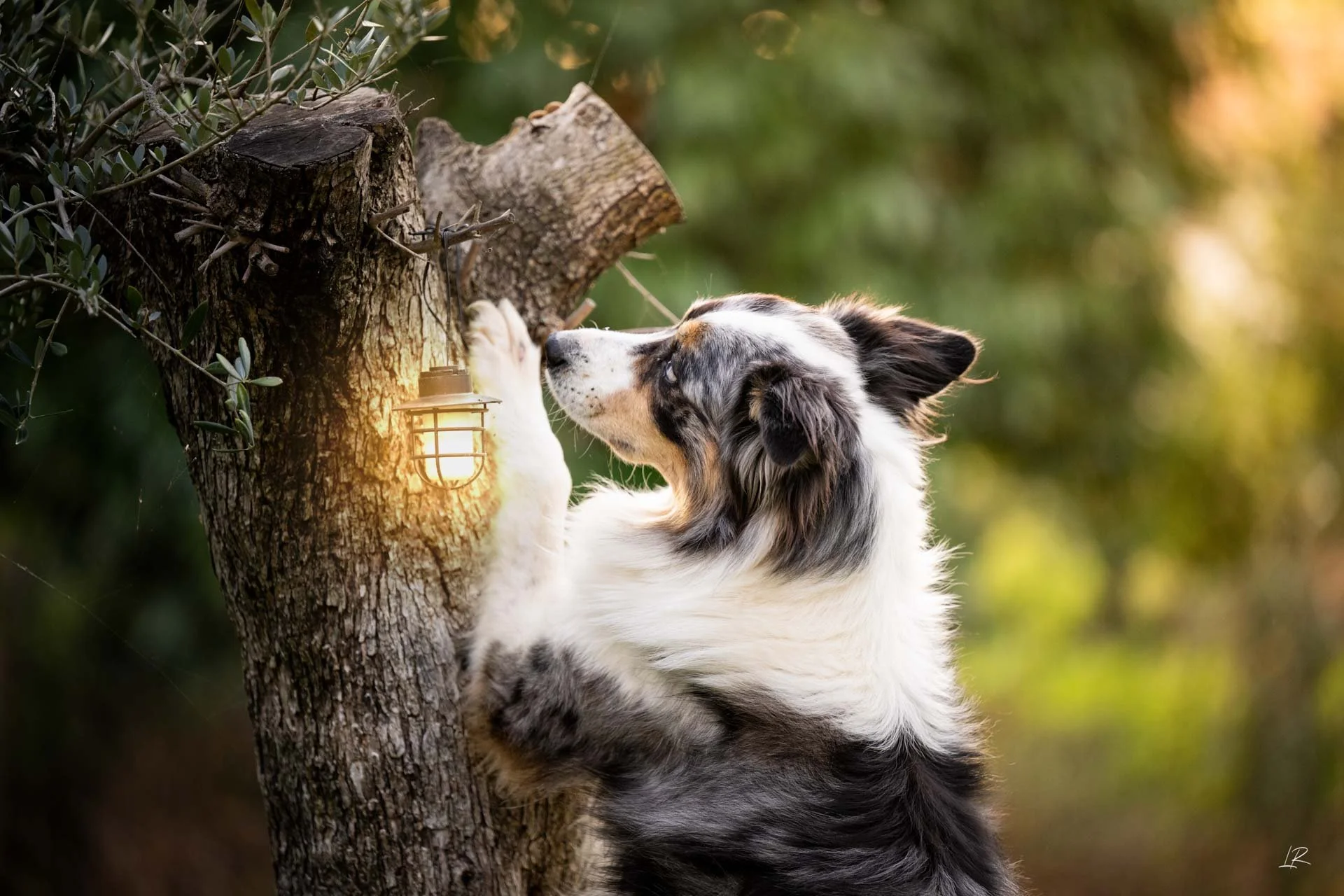 Animaux-011.jpg