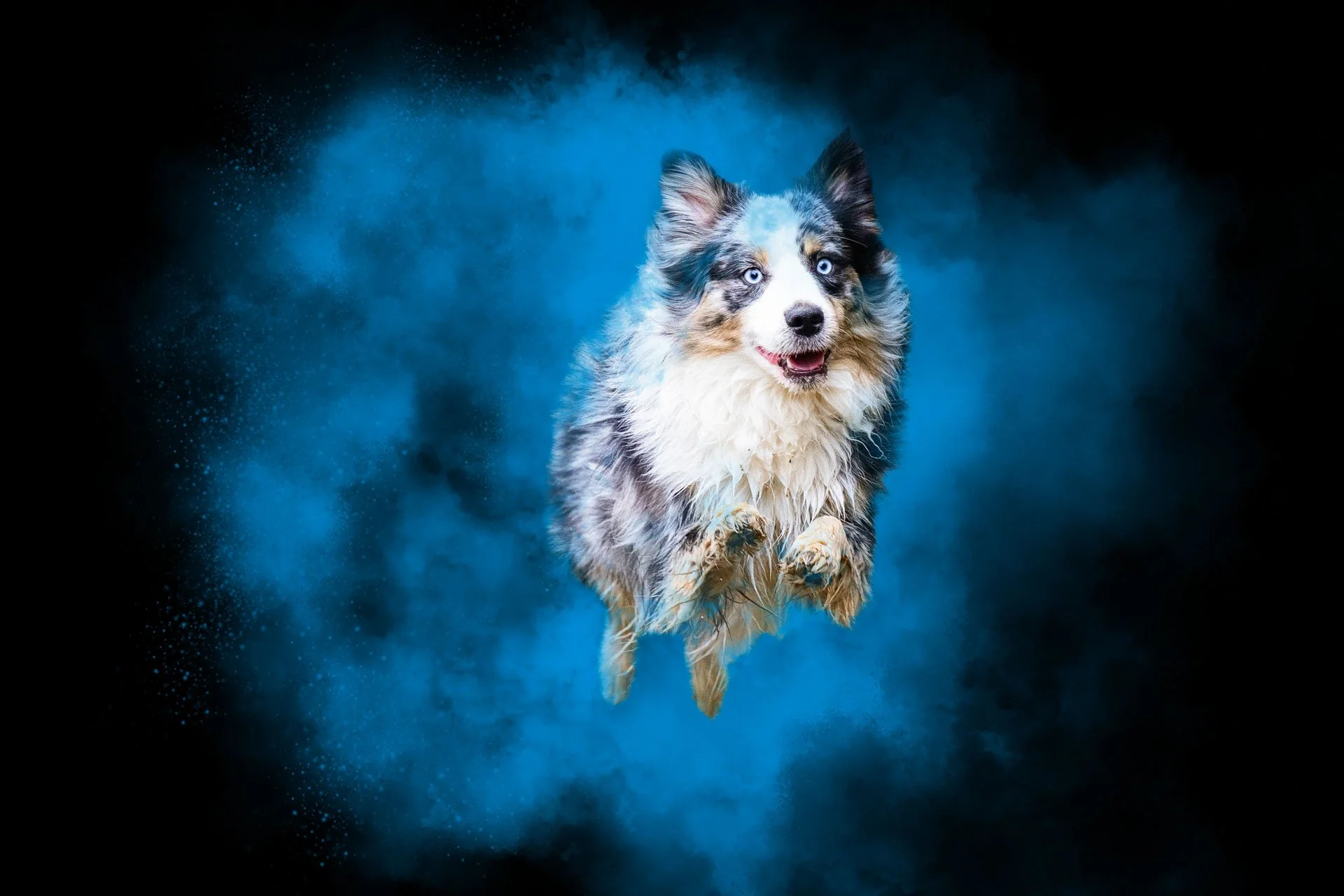 Animaux-007.jpg
