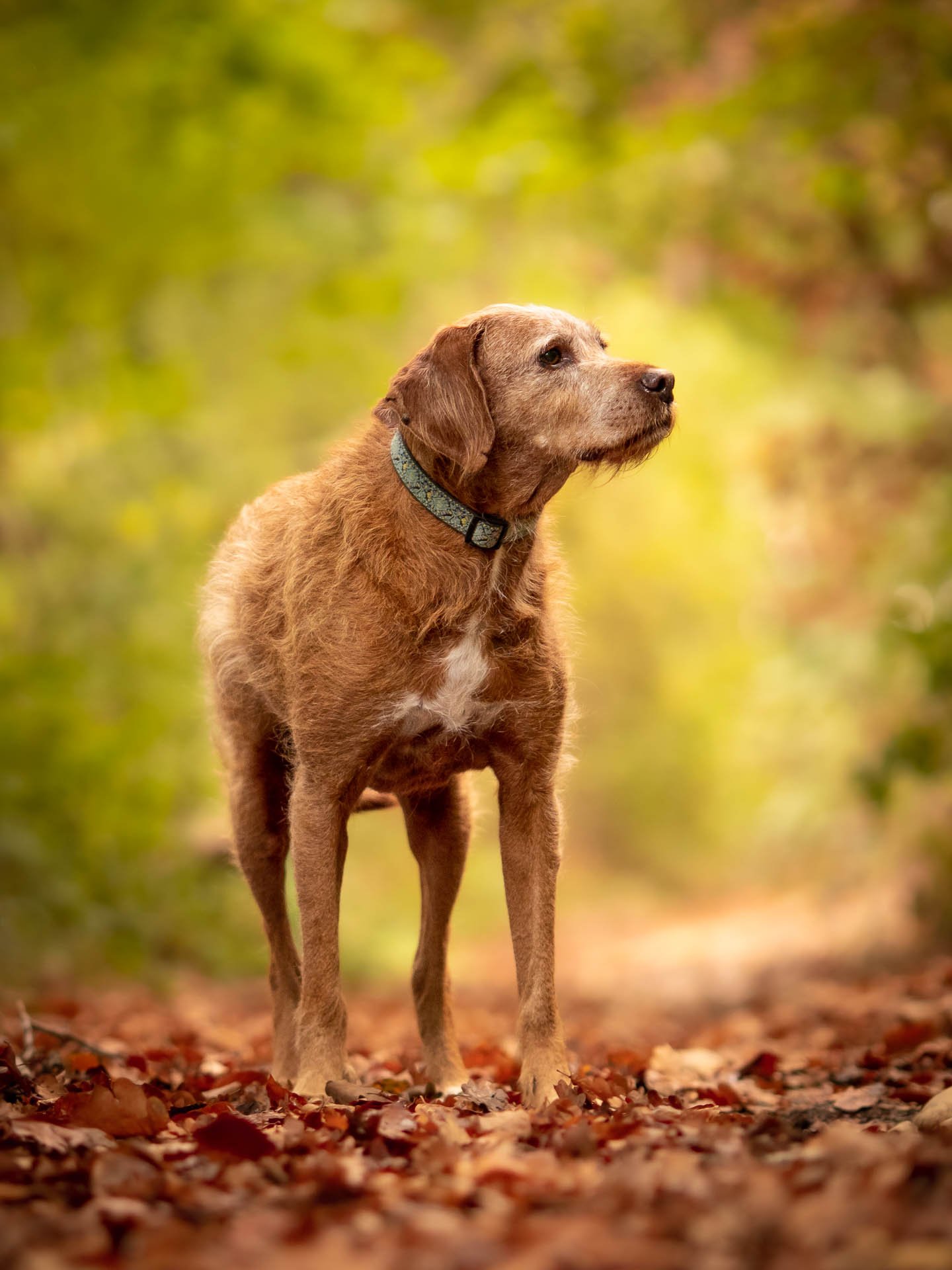 Animaux-002.jpg