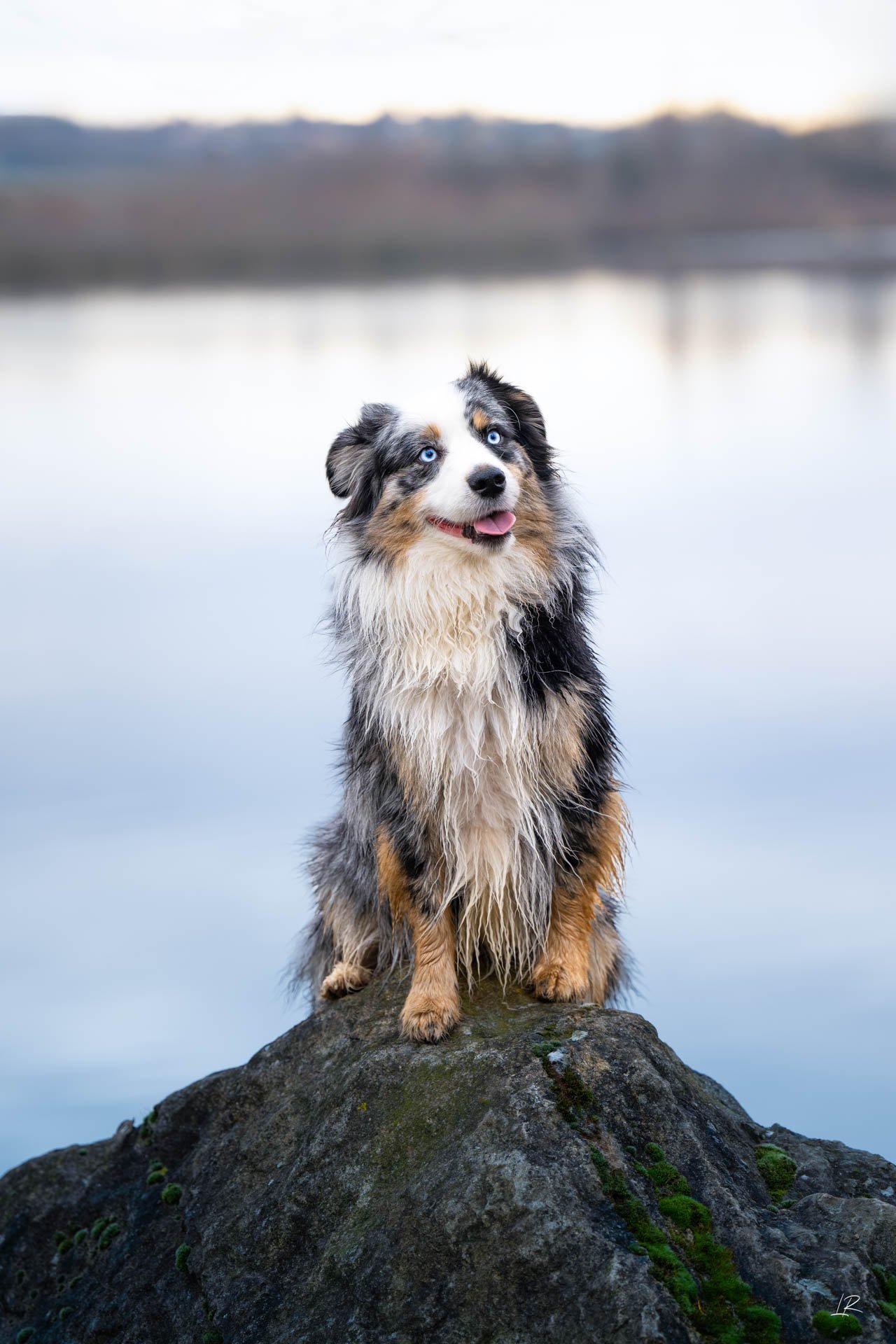 Animaux-008.jpg