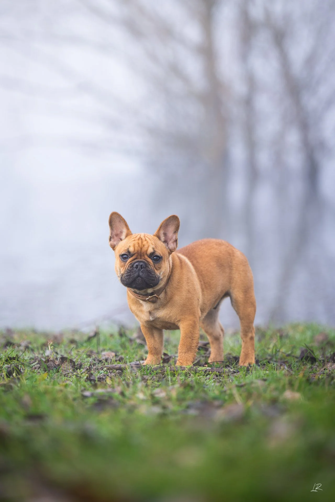 Animaux-004.jpg