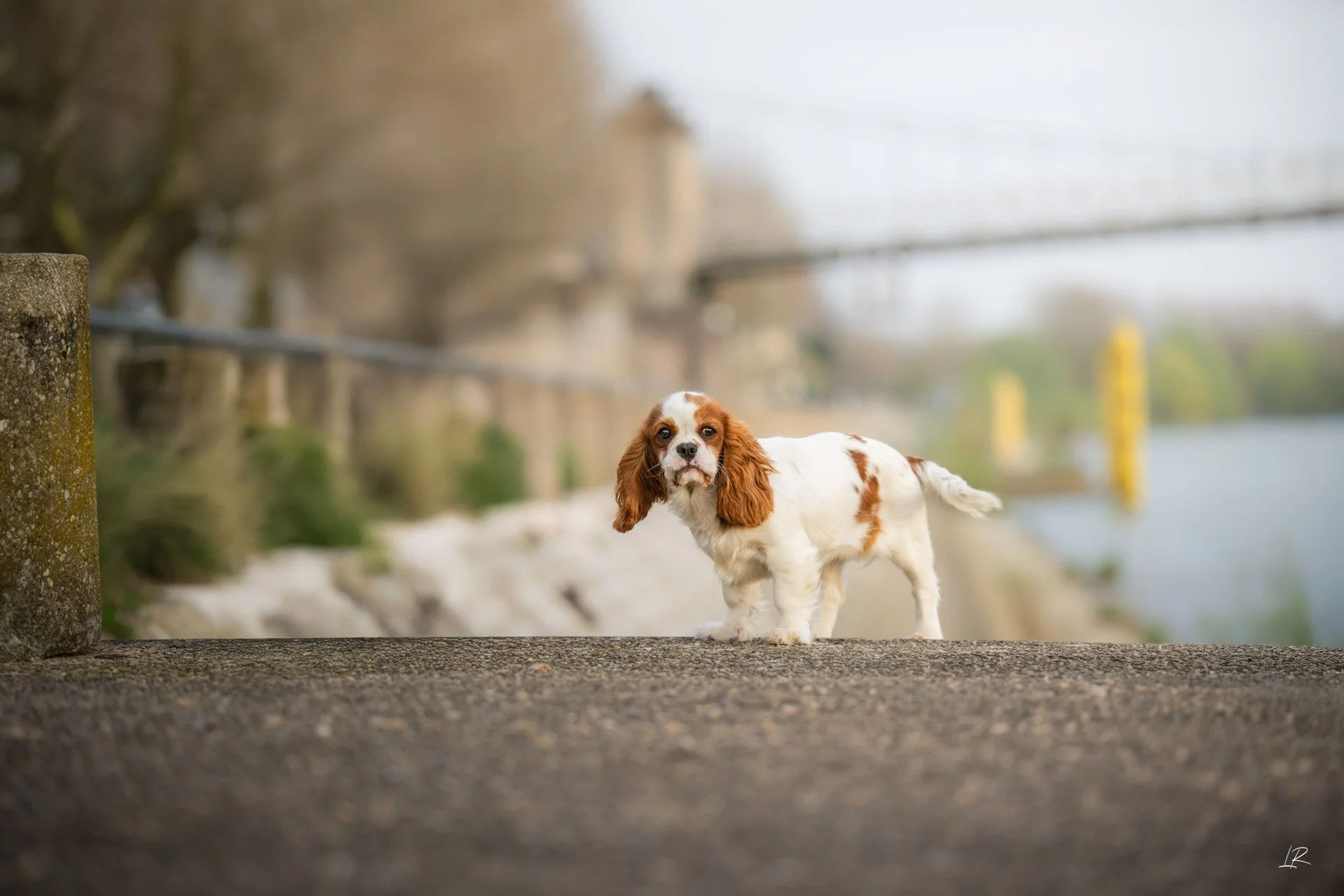 Animaux-014.jpg