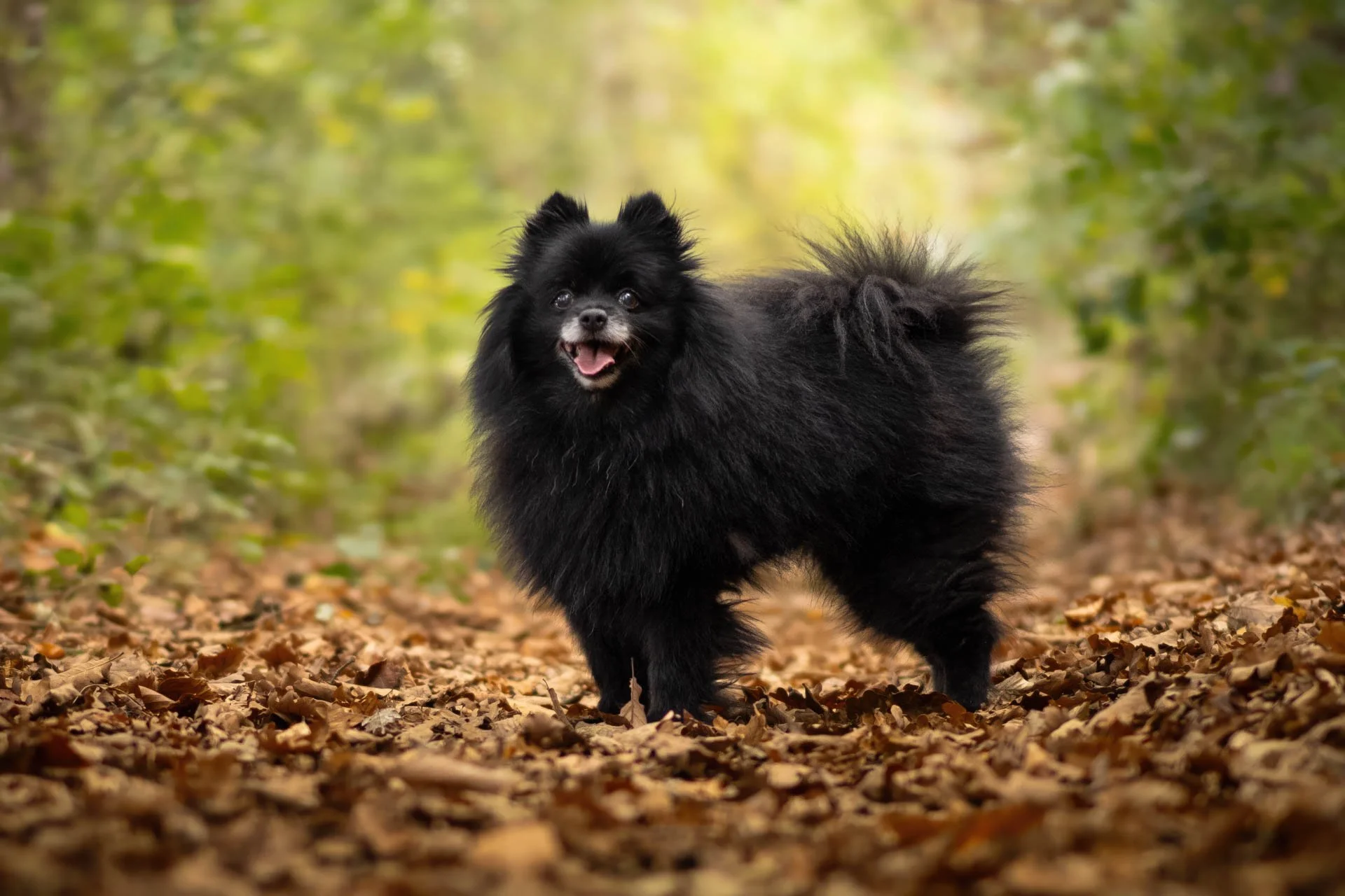 Animaux-001.jpg
