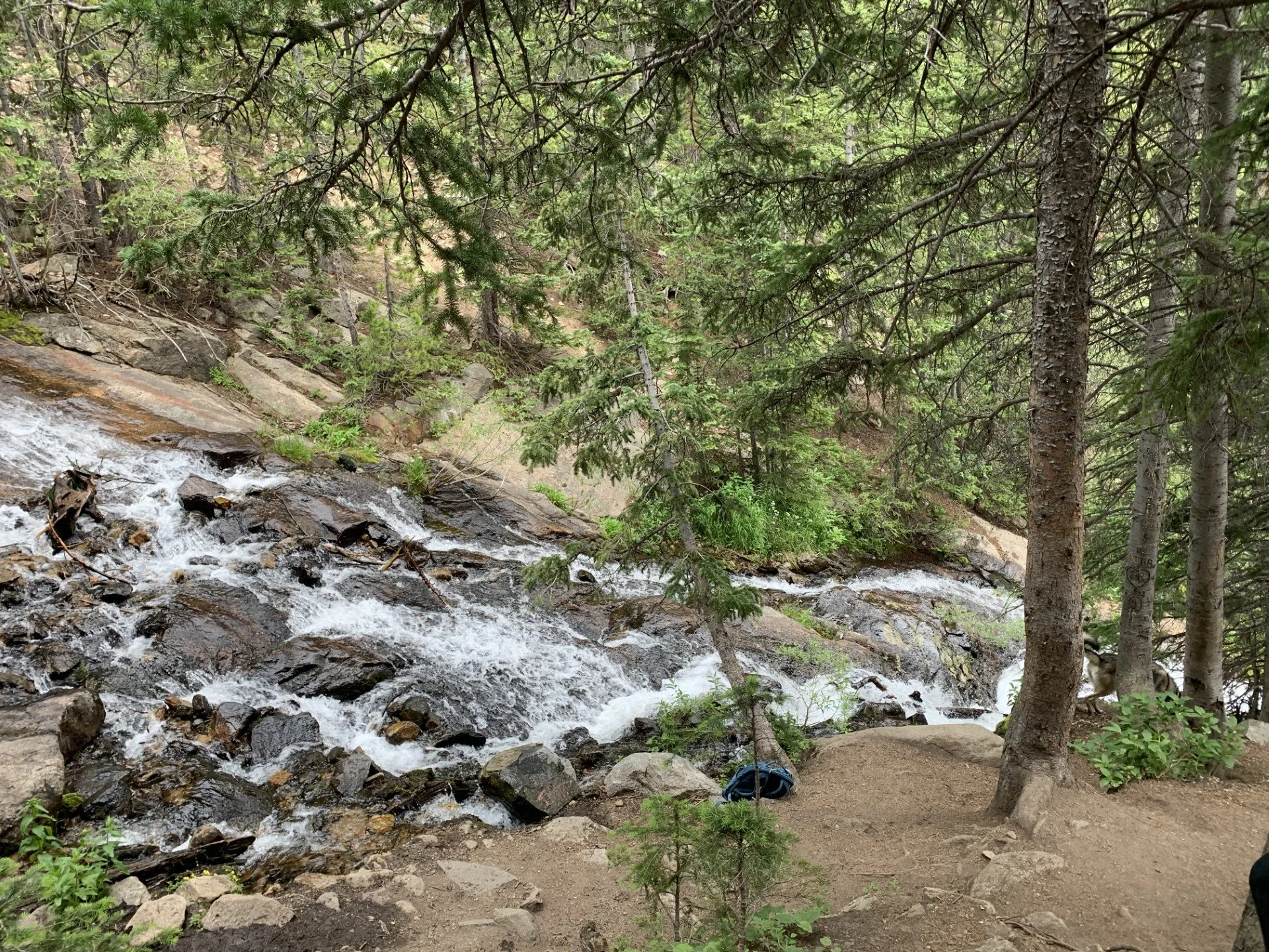 A forest scene with a small waterfall flowing over rocks, surrounded by pine trees and green foliage.