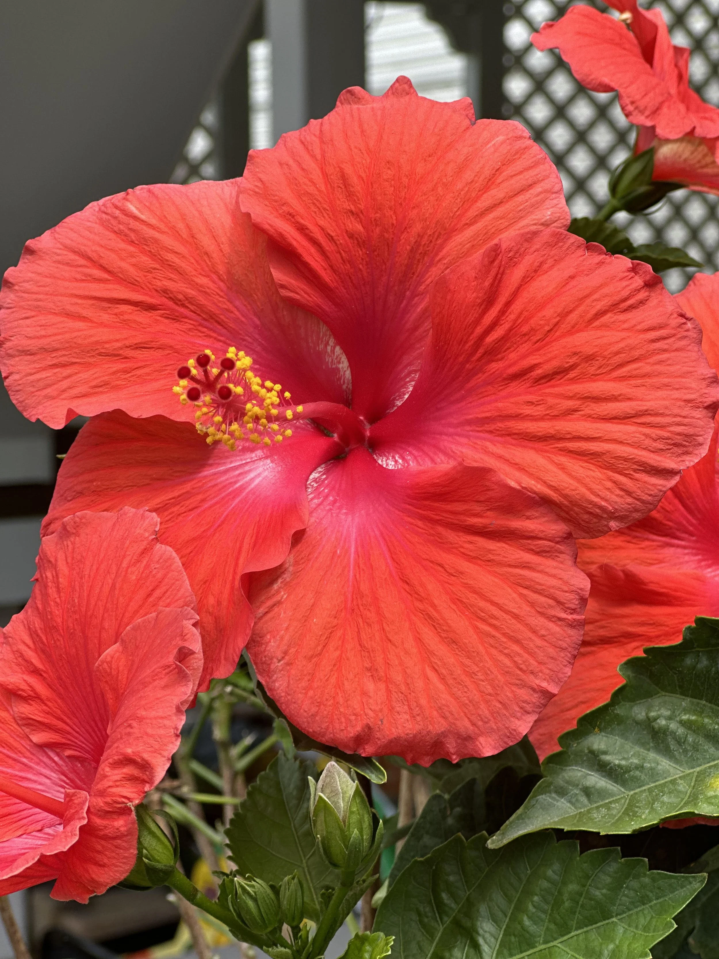 Close-up of a vibrant red hibiscus flower with large petals, yellow stamens, and green leaves, against a blurred background.