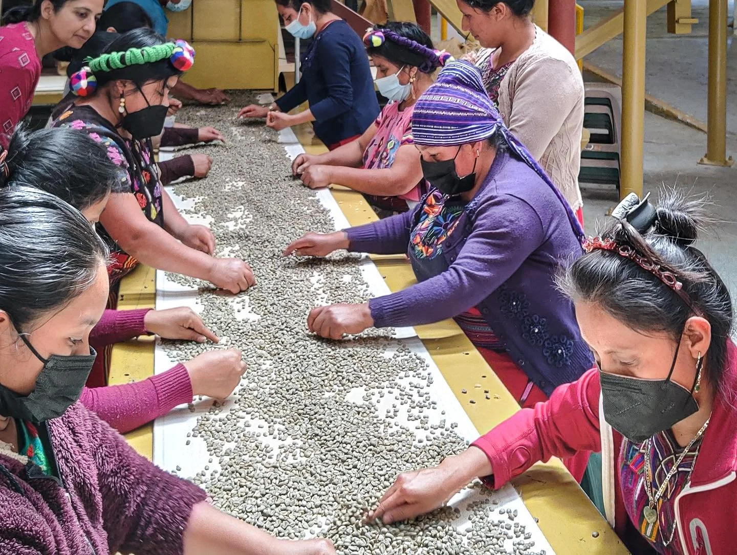 Coffee program in Guatemla under Barefoot College Guatemala.jpeg