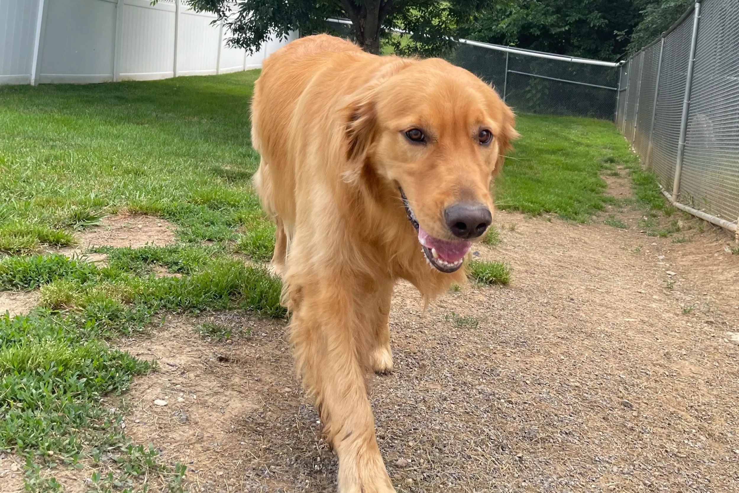 Golden retriever walking on a dirt path in a grassy backyard with a chain-link fence and trees in the background. The facility is located in the Shenandoah Valley and services all the way to Washington D.C. area.