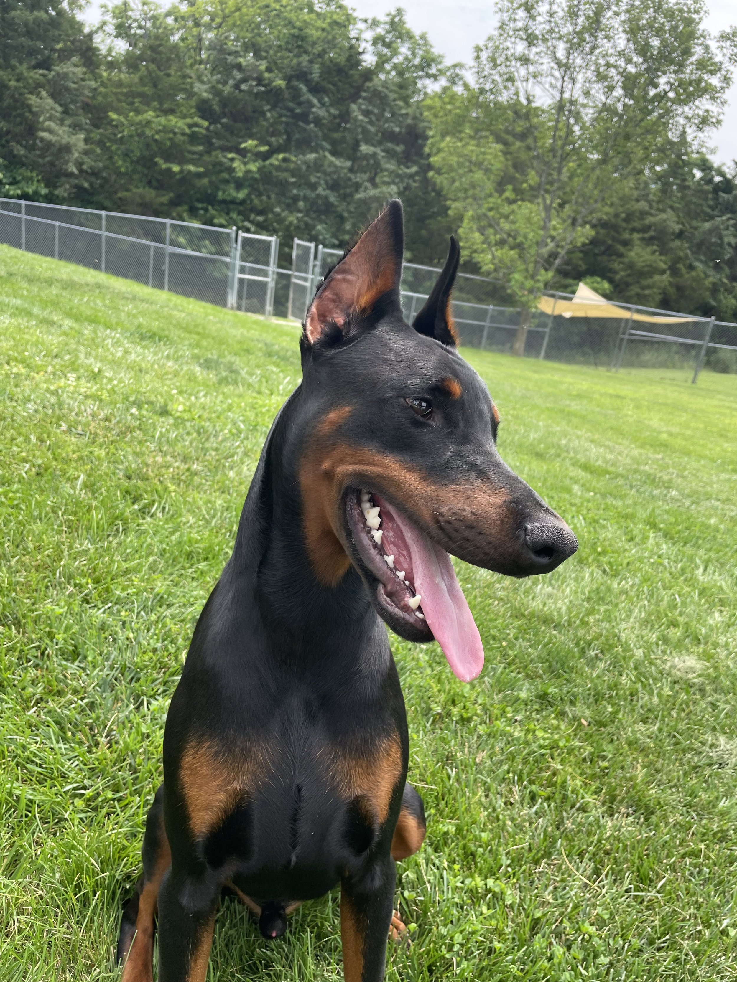 A happy black and tan dog, possibly a Doberman, sitting on green grass in a fenced area with trees and a cloudy sky in the background.