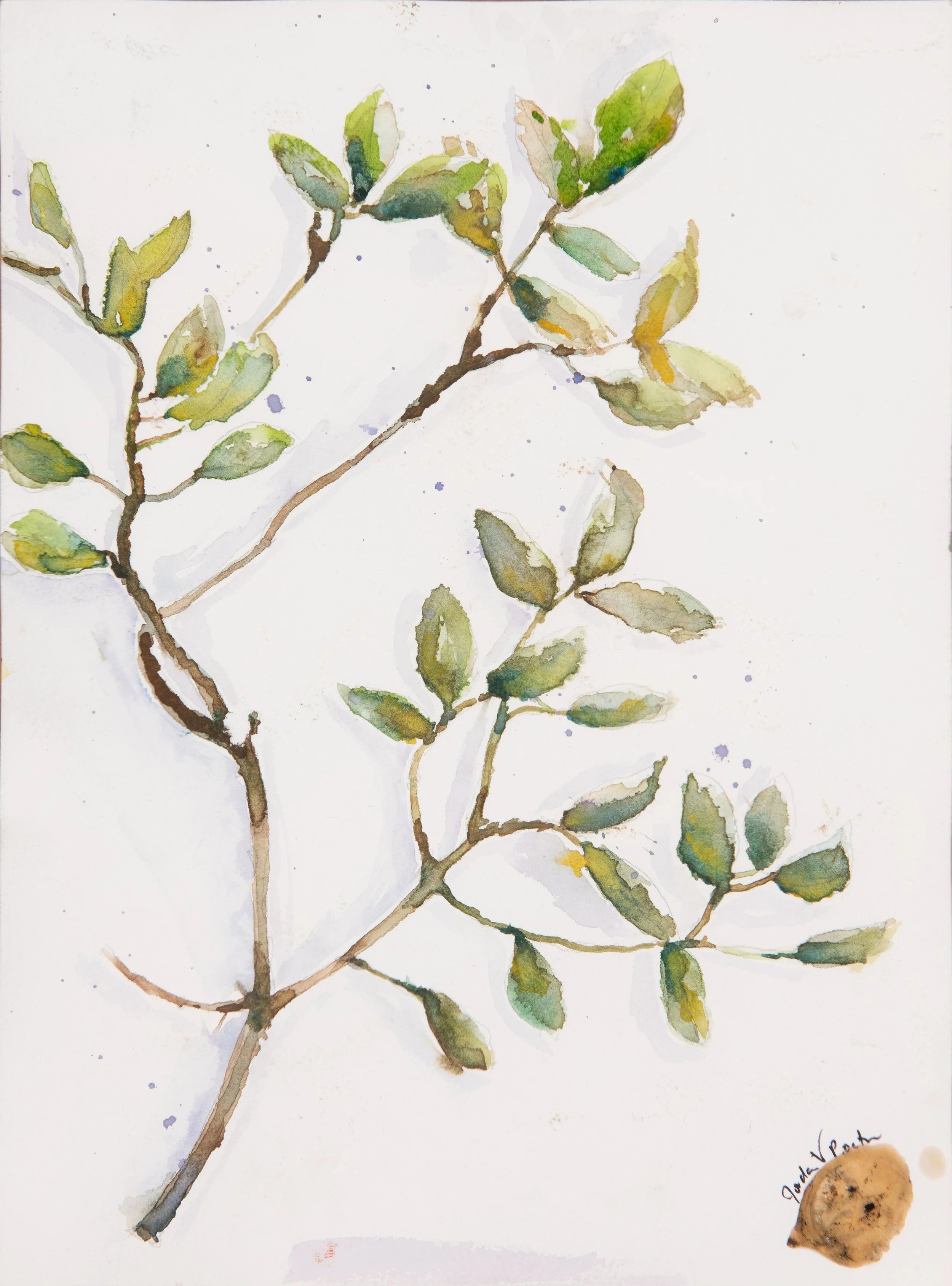 Oak Branch