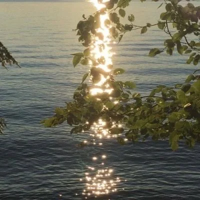 Sunlight reflecting on a body of water with tree branches in the foreground.