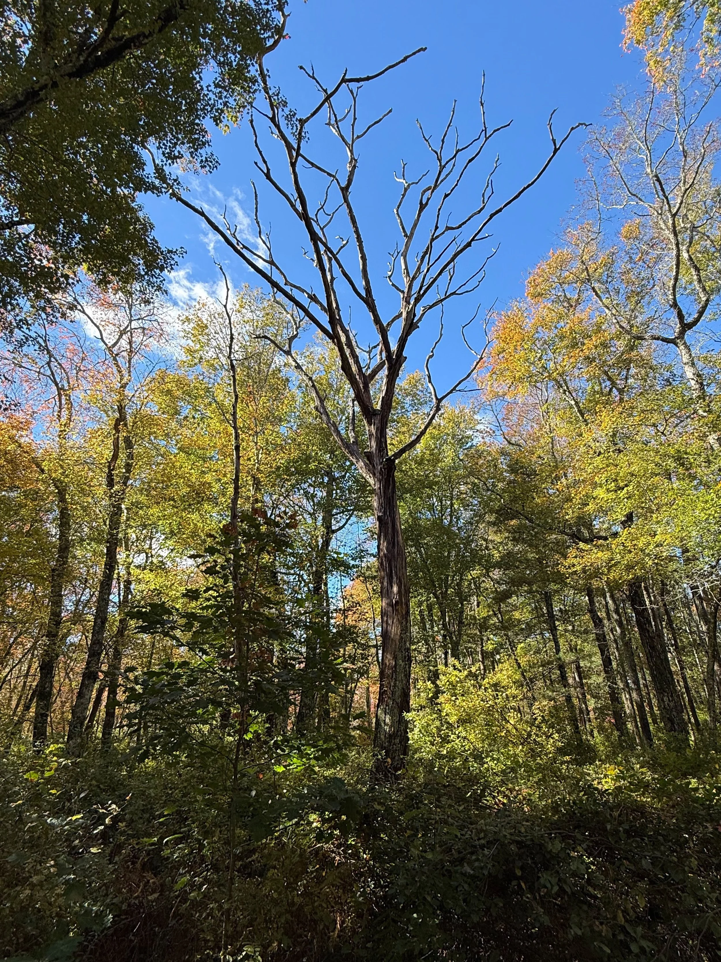 The Day of Remembrance &amp; Reckoning at the site of the Great Swamp, plus the first small stint of our pilgrimage. We&rsquo;re feeling extremely grateful to Sachem Dancing Star of the Pokanoket Tribe, who was generous enough to welcome us onto Poka
