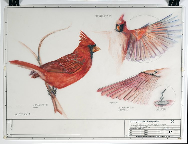 Cardinal Wing Repair #20.jpg