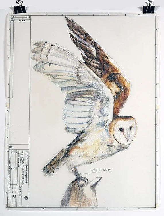 Barn Owl Repair #10.jpg