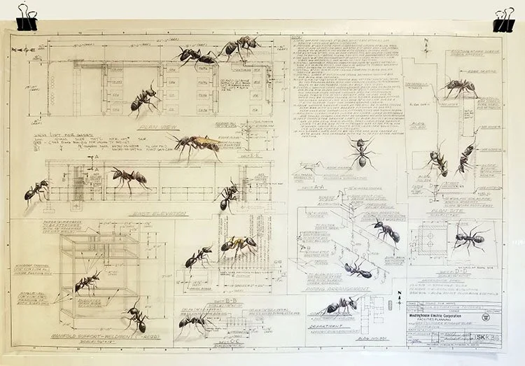 Ants Westinghouse.jpg