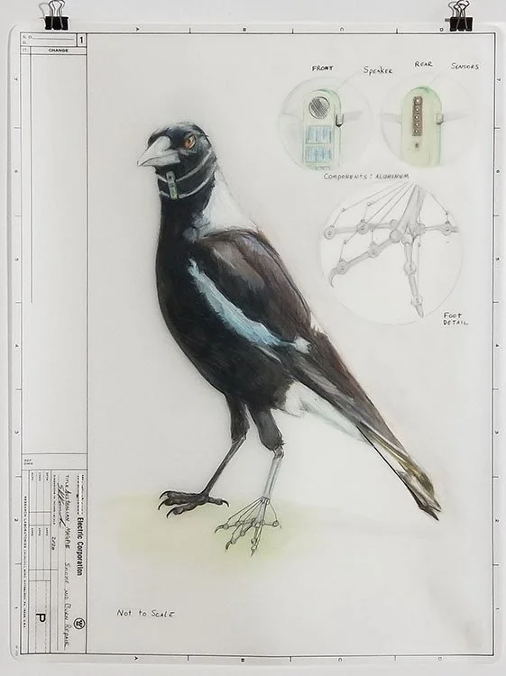 Magpie.jpg