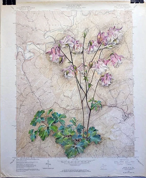 Flowering Columbine plant on map