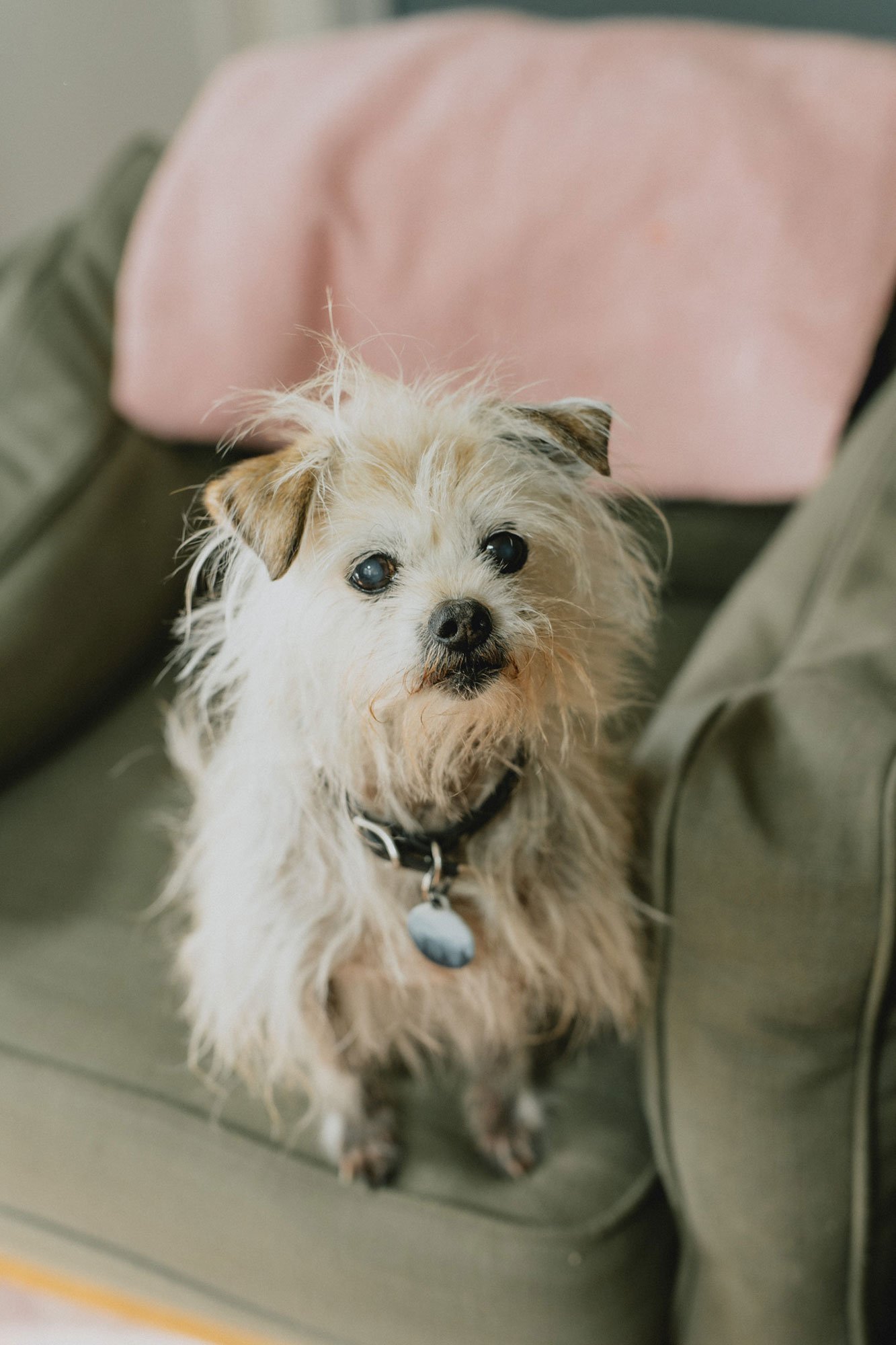 Fluffy white dog on a dark green couch waiting for a mobile vet visit in its home.