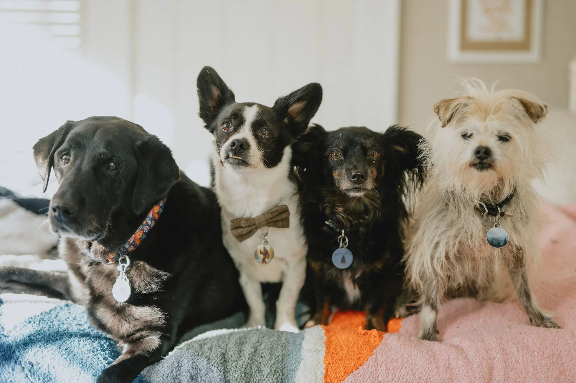 4 dogs on a bed looking towards the camera waiting for a mobile vet visit in their Asheville home.
