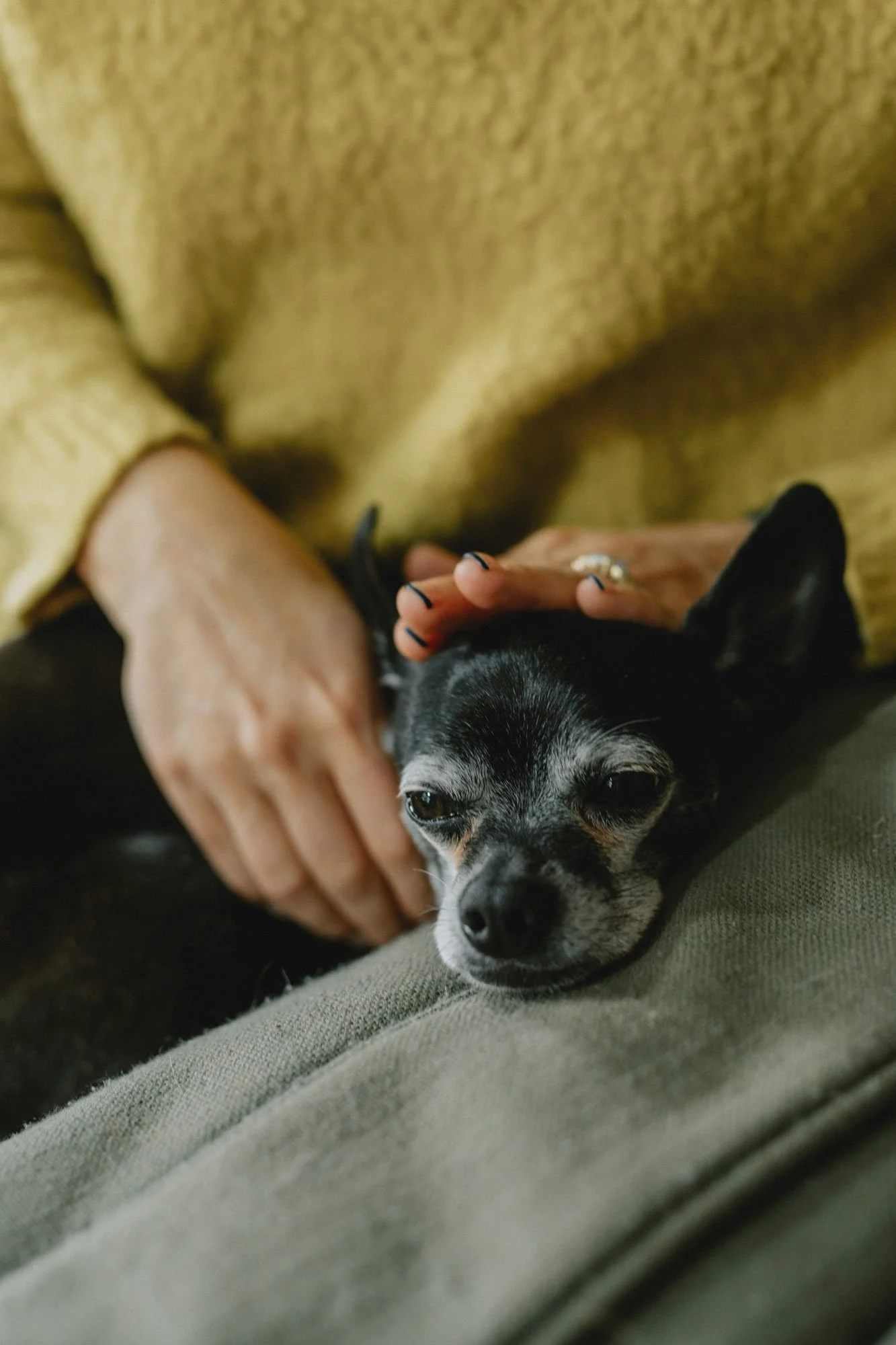 Hand petting a small black dog on someone's lap during a sick visit by Asheville Mobile Vet.