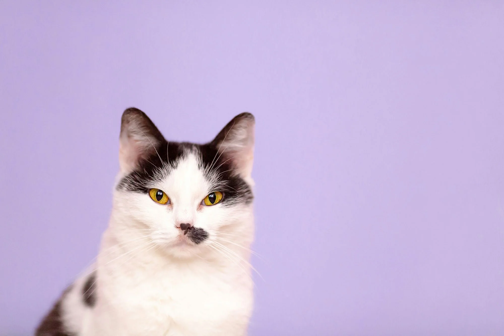 Black and white cat against a plain purple background.