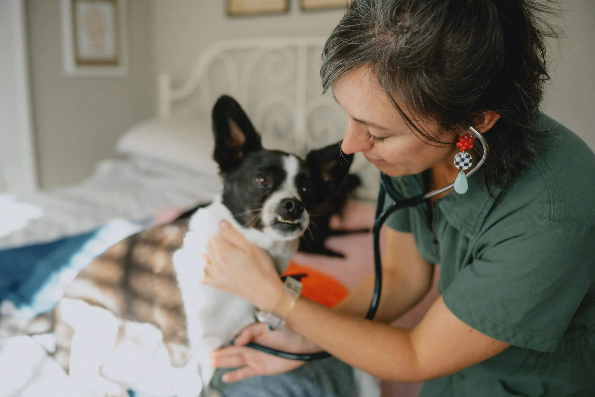 Dr. Cate Cowan of Asheville Mobile Vet holding a stethoscope to the chest of a small dog in the comfort of its home during a wellness checkup.