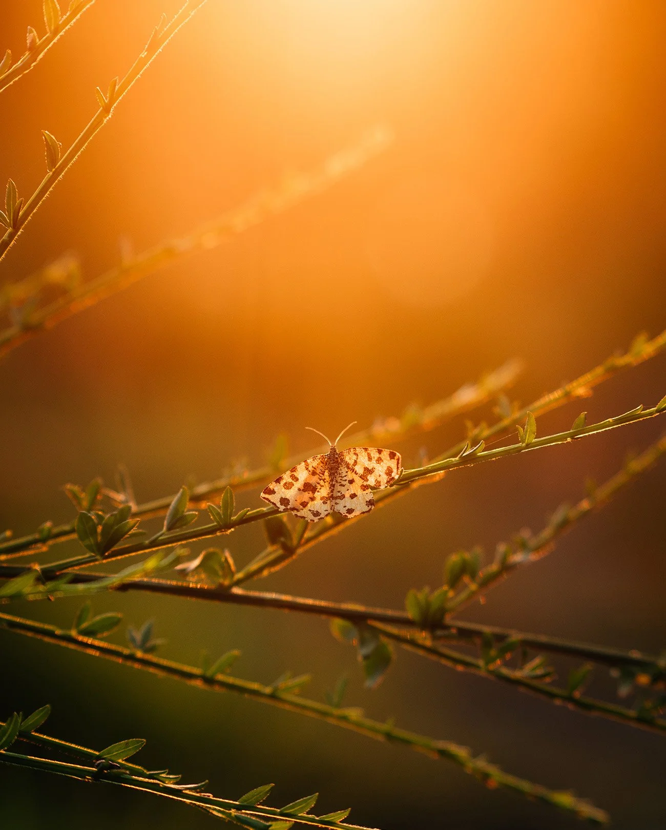 Calm, colorful, ambient nature photography: A small, spotted butterfly perched on a branch with green leaves against a warm, orange sunset background.