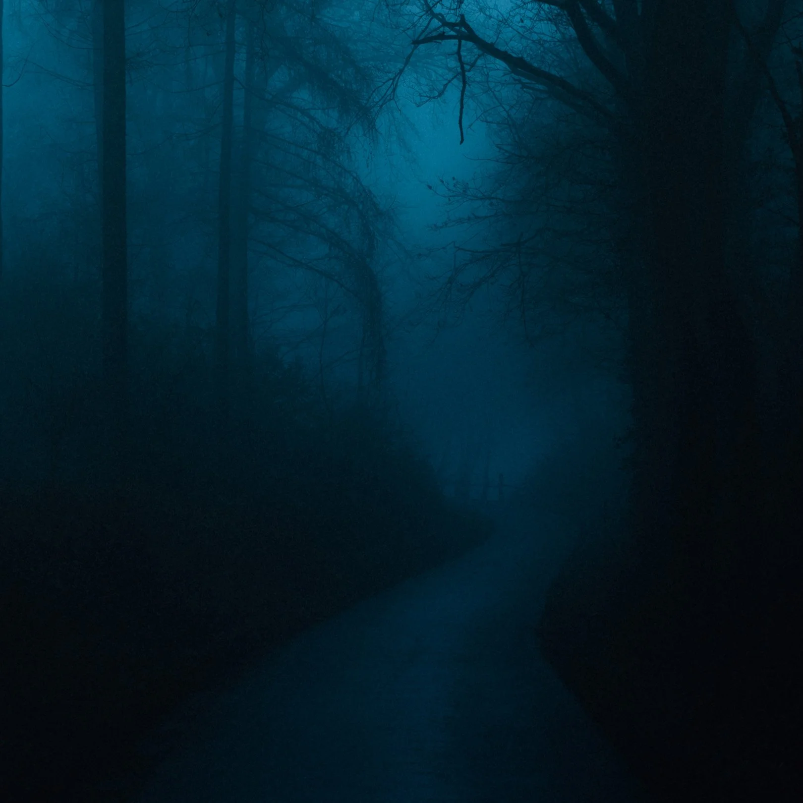 Quiet, heavy, cinematic atmospheric photography: Dark, foggy forest with tall, bare trees and a narrow winding path or stream through the woods.