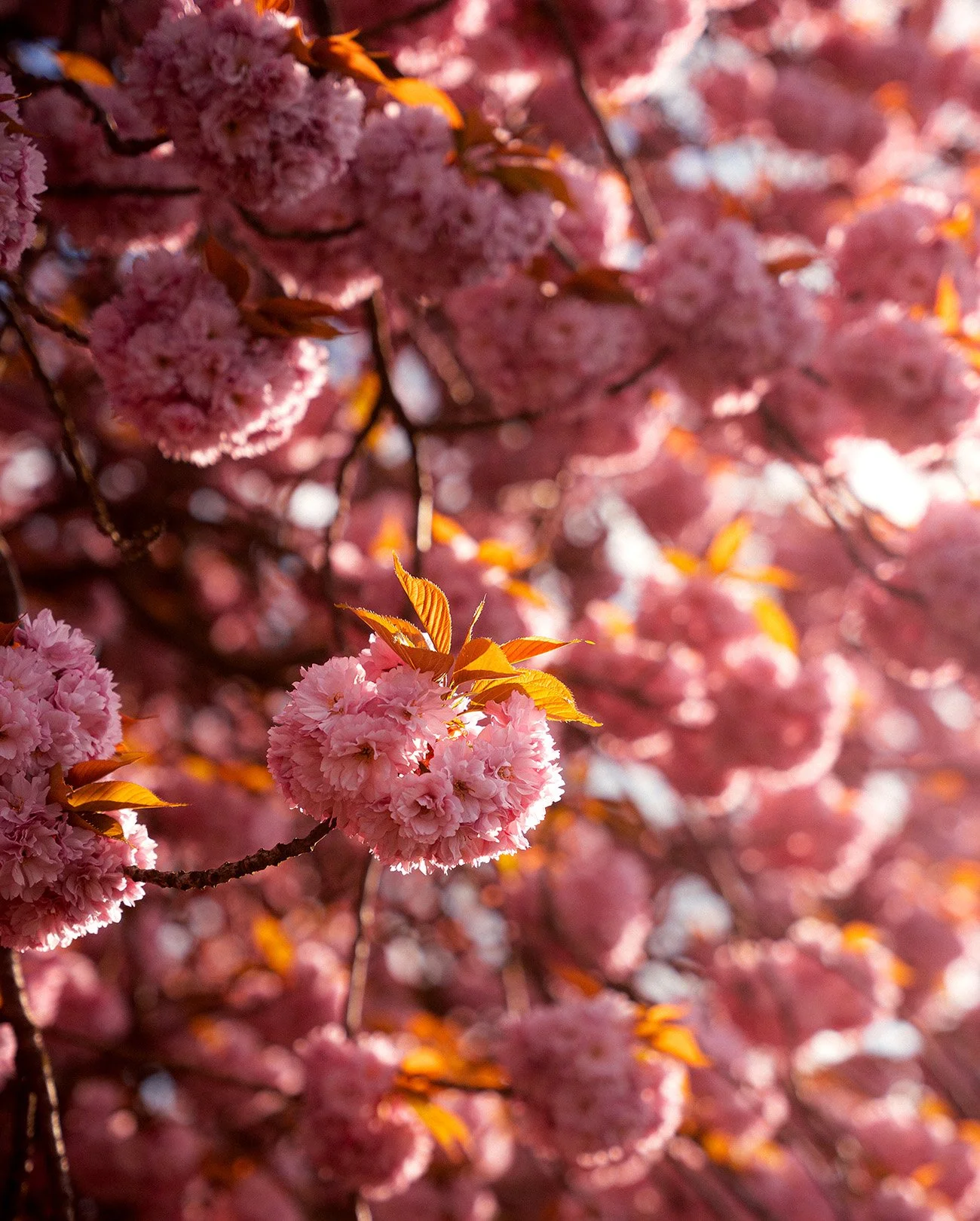 Calm, colorful, ambient nature photography: Close-up of pink cherry blossoms on a tree with sunlight filtering through.