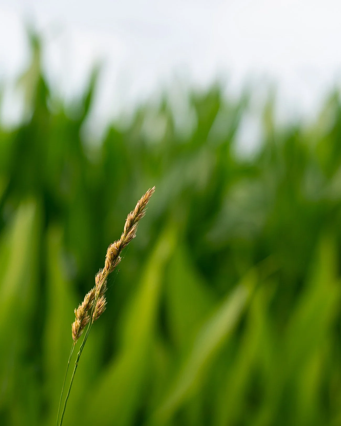 Calm, colorful, ambient nature photography: Close-up of a single grass stalk in a field of green grass, with a blurred background of more grass.