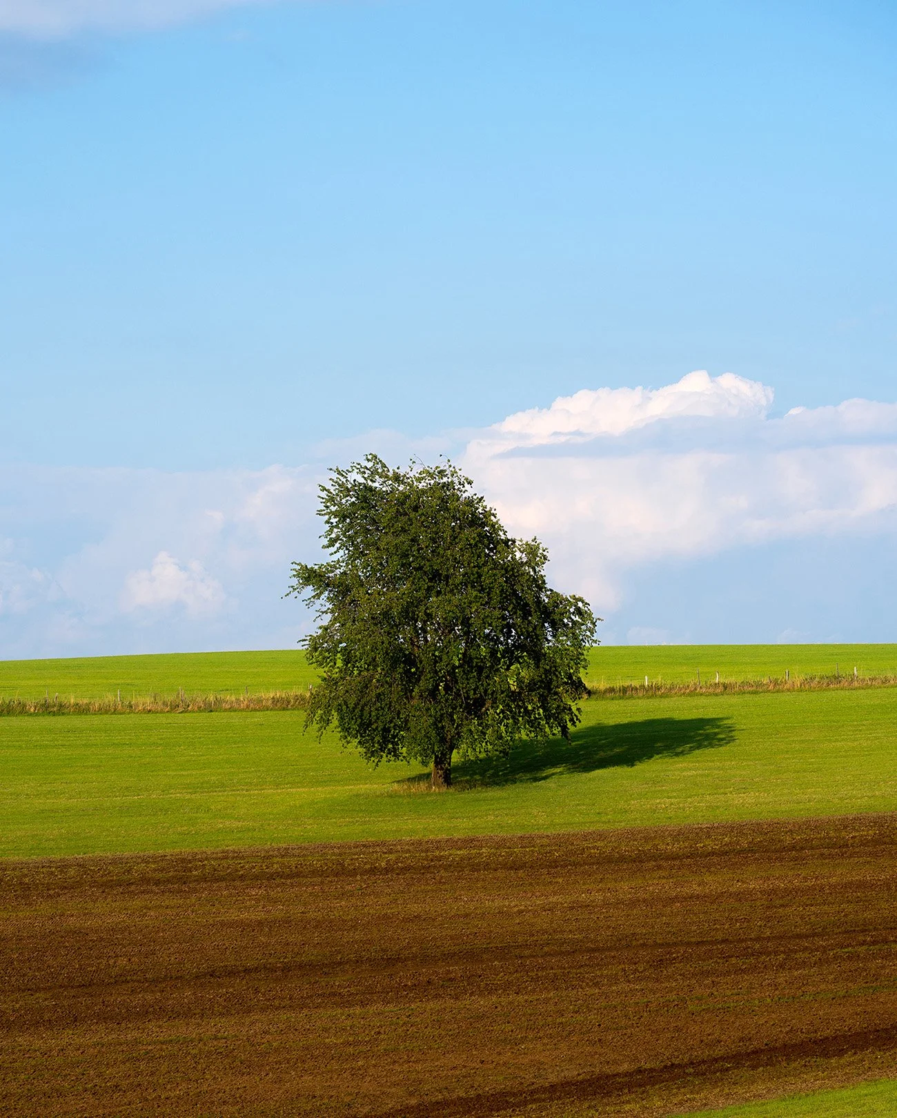 Calm, colorful, ambient nature photography: A solitary tree casting a shadow on a green grassy hill, with a backdrop of a blue sky and some white clouds.