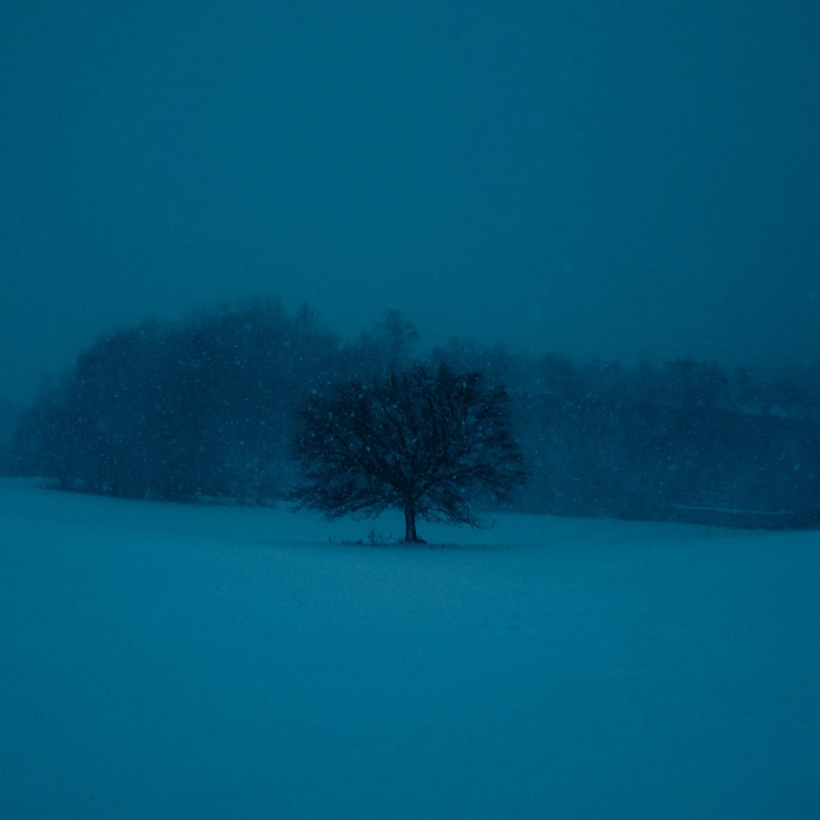 Quiet, heavy, cinematic atmospheric photography: A snowy landscape with a single leafless tree in the foreground and several trees in the background, under a dark, overcast sky